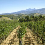 Vendemmia Produttori Montecucco