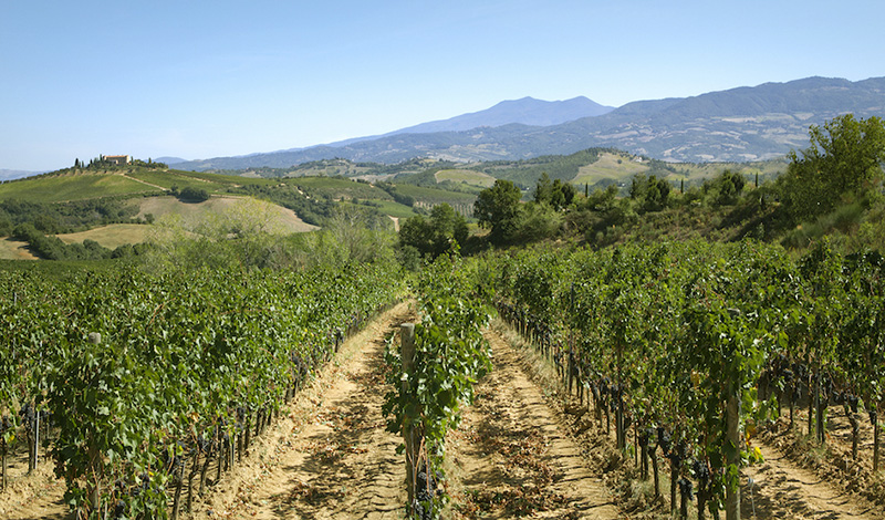 Vendemmia Produttori Montecucco